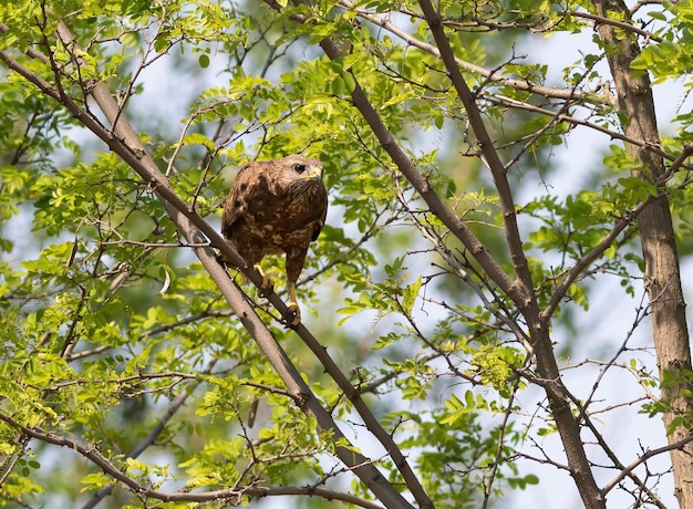 Myszołów Buteo buteo Ptak siedzi na drzewie i uważnie patrzy w dal