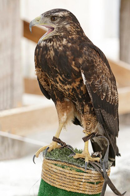 Myszołów Czarnopierśny Geranoaetus Melanoleucus Siedzący Na Sztucznym Karczmarzu