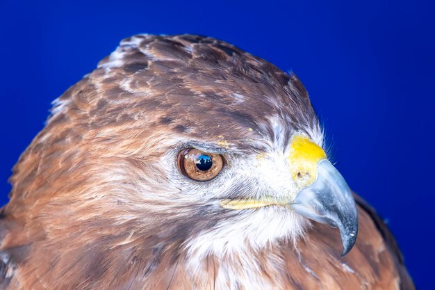 Myszołów pospolity lub drapieżny ptak drapieżny Buteo buteo