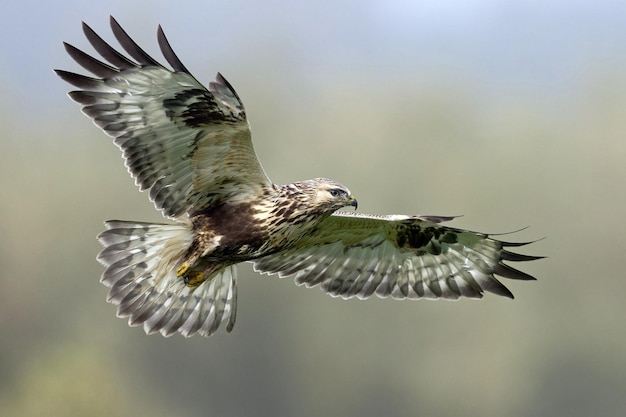 Myszołów włochaty Buteo lagopus