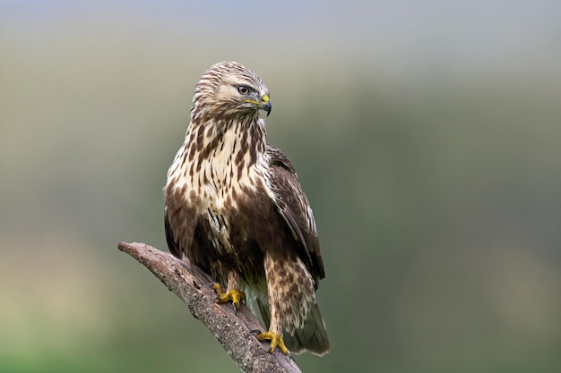 Myszołów włochaty Buteo lagopus