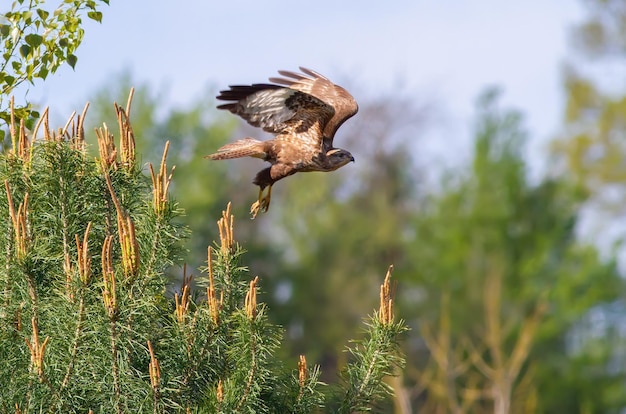 Myszołów zwyczajny Buteo buteo Ptak wzbija się w powietrze z gałęzi drzewa