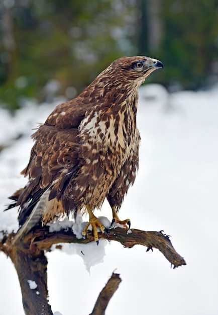 Myszołów Zwyczajny (buteo Buteo) Siedzący Zimą Na Gałęzi.