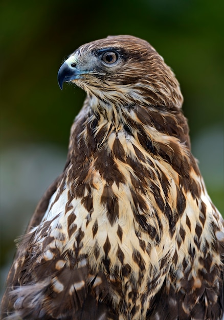 Myszołów zwyczajny (Buteo buteo) siedzący zimą na gałęzi.