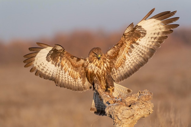 Myszołów zwyczajny (Buteo buteo) Toledo, Hiszpania