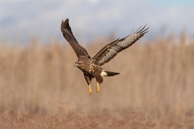 Myszołów zwyczajny (Buteo buteo) Toledo, Hiszpania