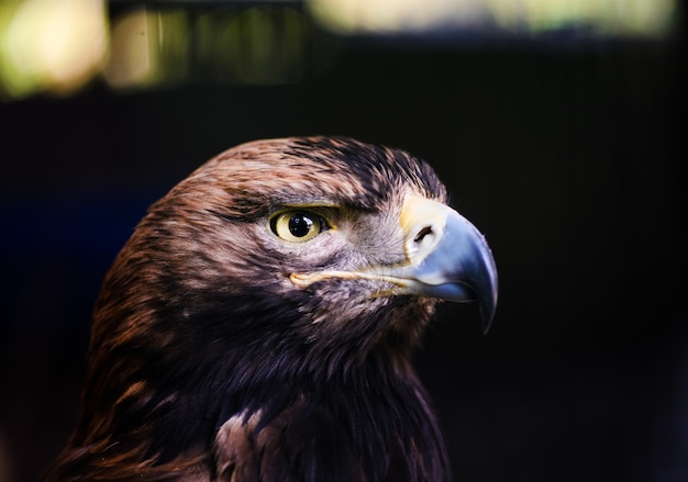 Myszołów Zwyczajny (buteo Buteo)