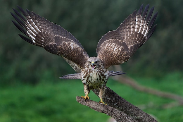 Myszołów zwyczajny Buteo buteo