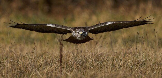 Myszołów zwyczajny Buteo buteo