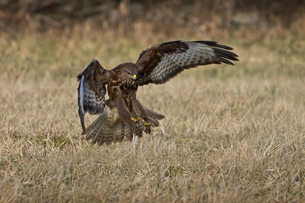 Zdjęcie myszołów zwyczajny buteo buteo