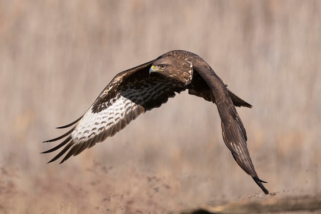 Myszołów zwyczajny latający Buteo buteo Toledo Hiszpania