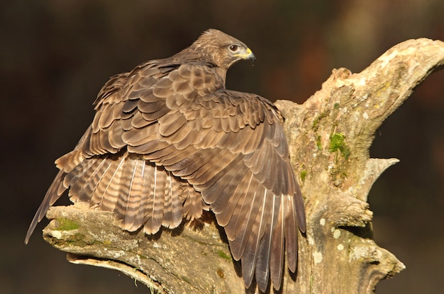 Myszołów zwyczajny, sokół, ptak drapieżny, myszołów, ptaki, Buteo buteo