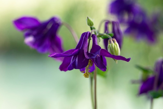 N późną wiosną i wczesnym latem Aquilegia vulgaris fioletowa kwitnie w przyrodzie w ogrodzie