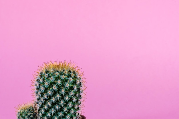 Na białym tle kaktus na różowym tle