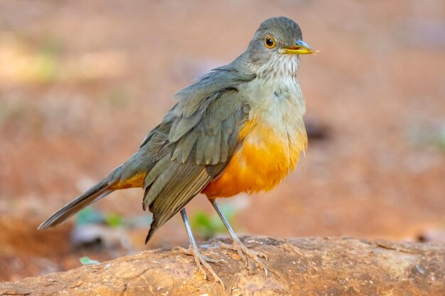 Na Białym Tle Piękny Ptak Pleśniawki Rufousbellied Turdus Rufiventris Quotsabia Laranjeiraquot