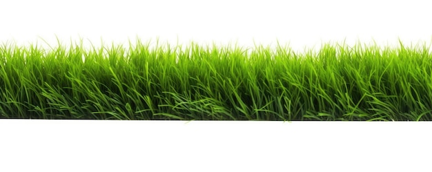 Na białym tle zielona trawa na białym tle