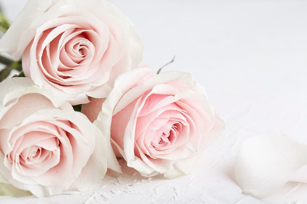 Zdjęcie na białym trzy różowe róże kwiaty walentynki