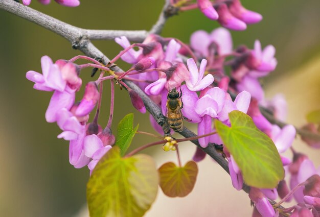 Zdjęcie na czerwonym drzewie cercis