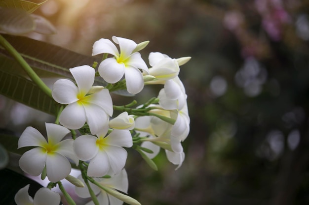 Na drzewie kwitną białe kwiaty plumerii