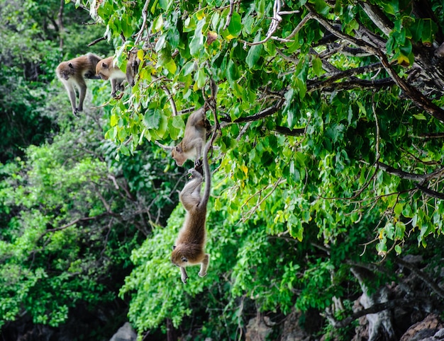 Na drzewie wisiały dwa Macaca fascicularis. Wyspa małp, Koh Phi Phi, Tajlandia