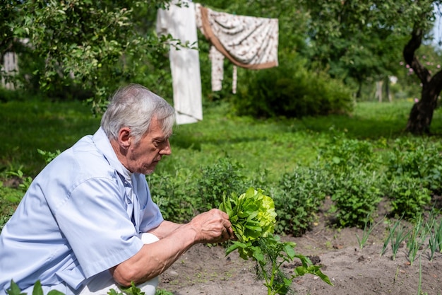 Na emeryturze starszy zbiera szpinak i sałatkę w ogrodzie i prowadzi aktywny styl życia