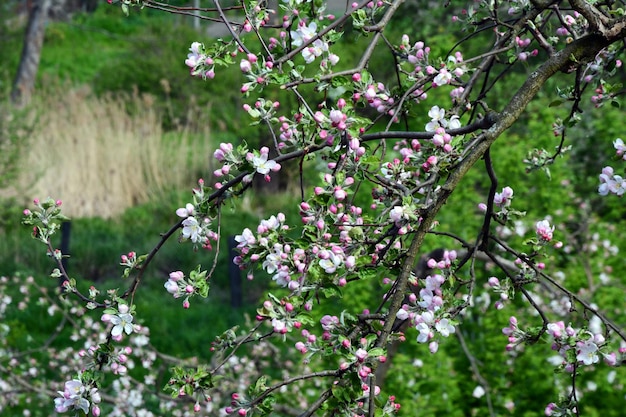 Na gałęziach kwitnącego jabłka kwitną różowe pąki przyszłych liści