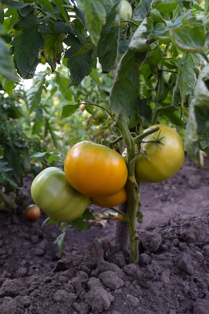 Na krzaku rośnie kilka zielonych i pomarańczowych pomidorów Zbliżenie