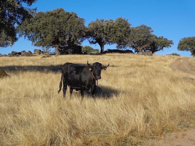Na łące pasie się czarna awilanska krowa z brązowym krowim dzwonkiem
