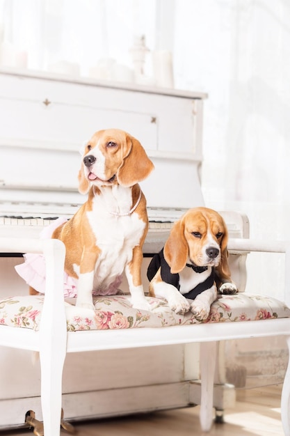 Na ławce do pianina siedzą dwa psy, z których jeden to białe pianino.