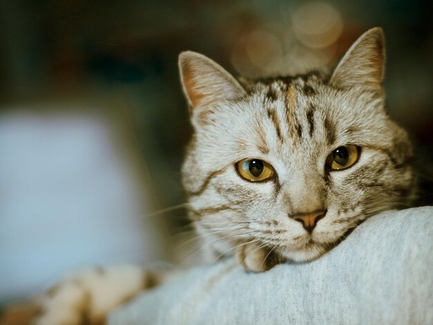 Na łóżku leży smutny szary kot z żółtymi oczami