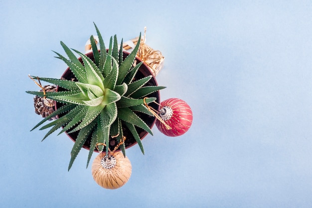 Na niebieskim tle jest doniczka z roślinami (haworthia), ozdobiona jak choinka.