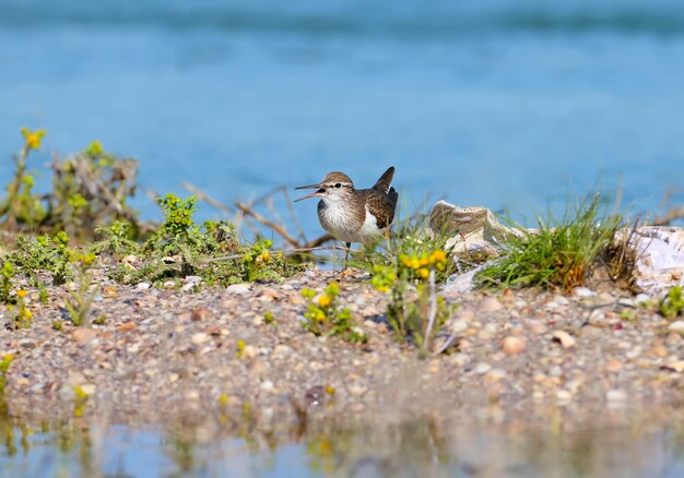 Na piasku siedzi brodziec (Actitis hypoleucos)