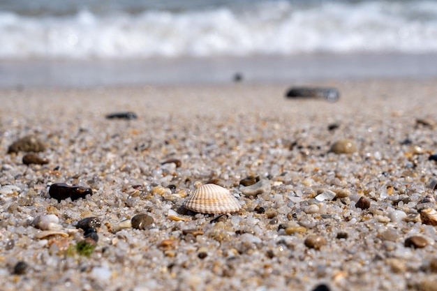 Na piaszczystej plaży rozrzucone muszle i kamyki