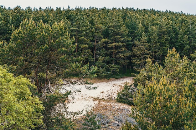 Zdjęcie na piaszczystym podłożu rośnie las iglasty, jodły i sosny.
