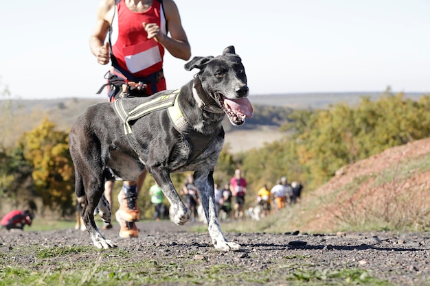 Na pierwszym planie czarny pies biorący udział w popularnym wyścigu canicross, w tle (nieostre) kilku sportowców