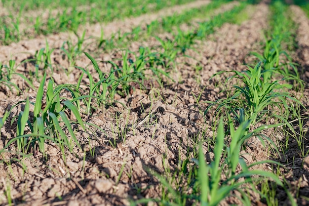 Na plantacji kukurydzy rosną kiełki kukurydzy. Selektywny obraz ostrości