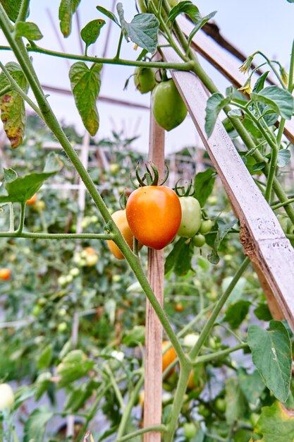 Na plantacji rosną świeże pomidory Pomidory są gotowe do zbioru na plantacji