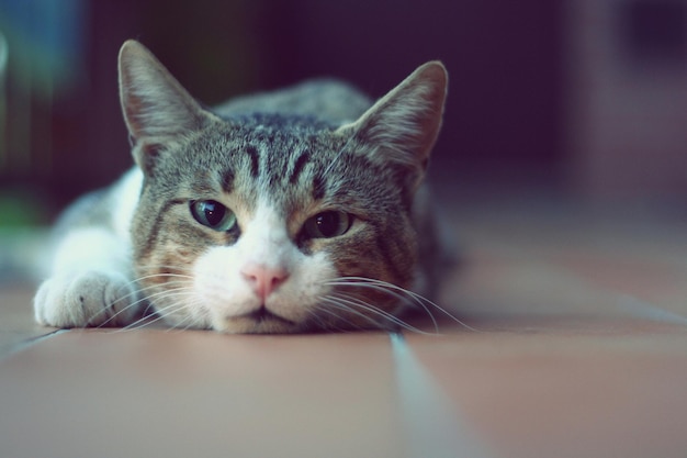 Na podłodze leży szary kot o smutnych oczach