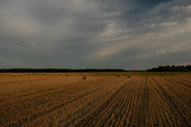 Na polu leży wiele stogów siana