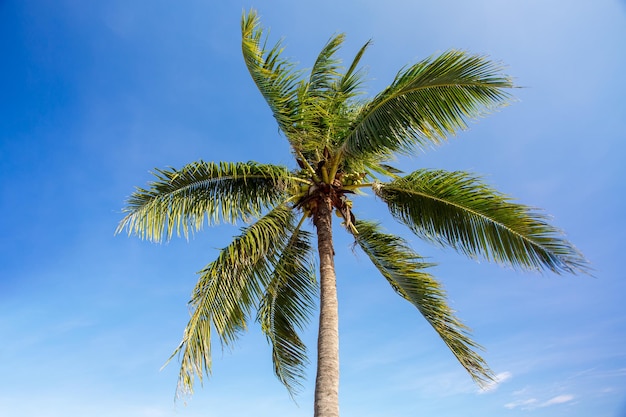 Zdjęcie na pustej, piaszczystej plaży rosną dwie palmy