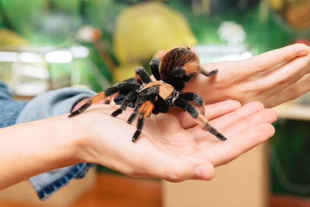 Na Ramieniu Siedzi Duży Pająk Tarantuli.