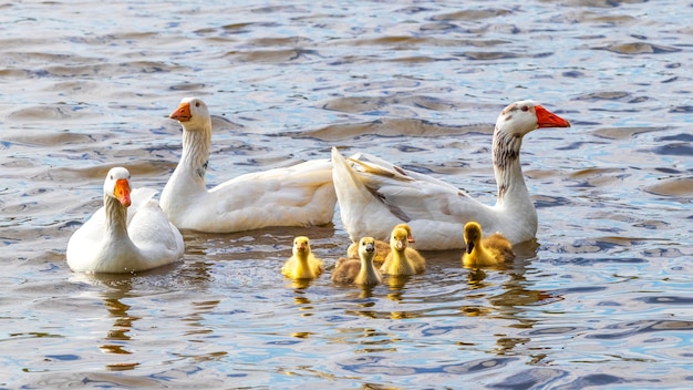 Na rzece pływają gęsi i małe żółte pisklęta gęsie