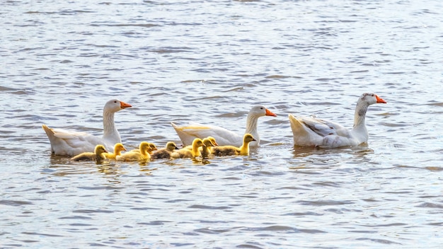 Na rzece pływają gęsi z małymi żółtymi pisklętami.