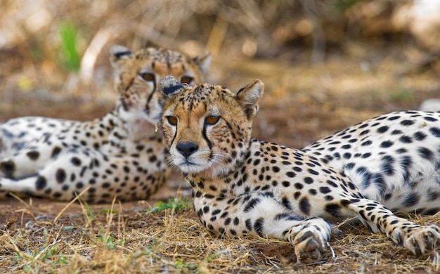 Na sawannie leżą dwa gepardy.