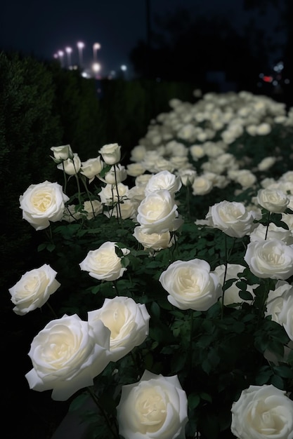 na środku pola generatywnego AI znajduje się wiele białych róż