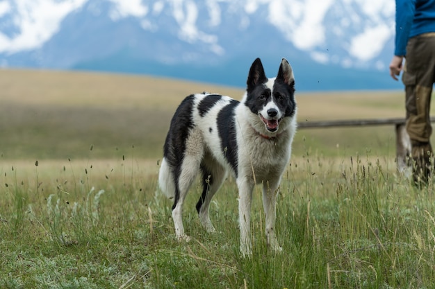 Na tle ośnieżonych szczytów stoi czarno-biały pies myśliwski. Podróżowanie z psem.