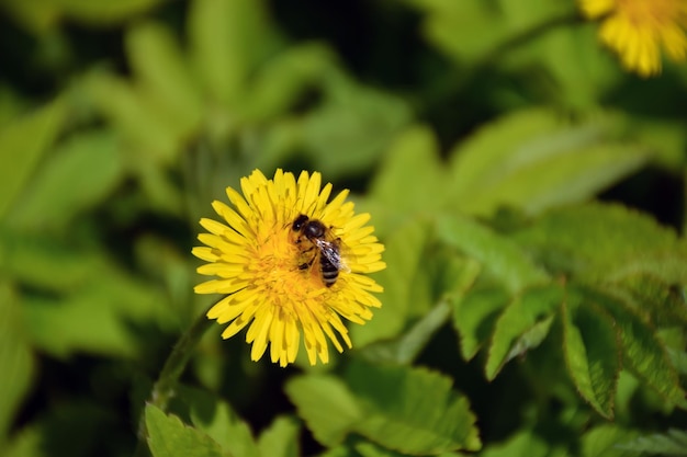 Na tle rozmytej zielonej trawy pszczoła siedzi na żółtym mniszku