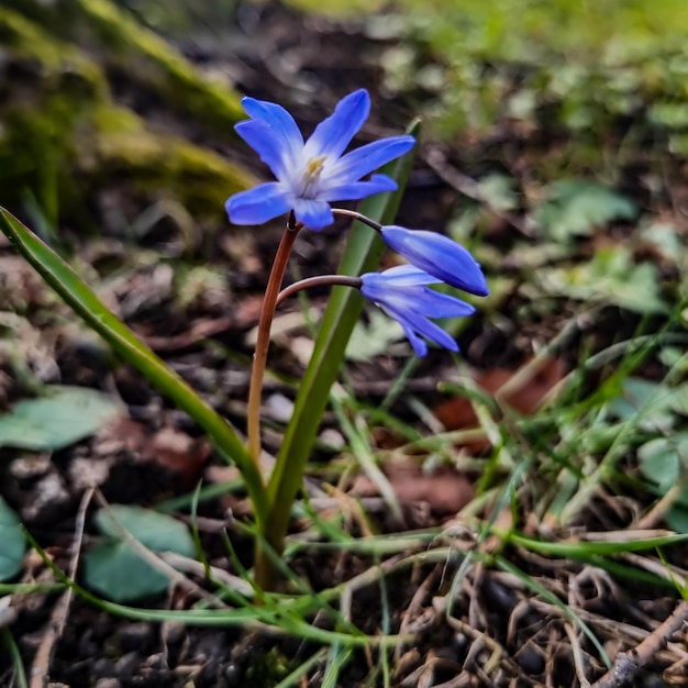 Na trawie jest niebieski kwiat z białym środkiem.