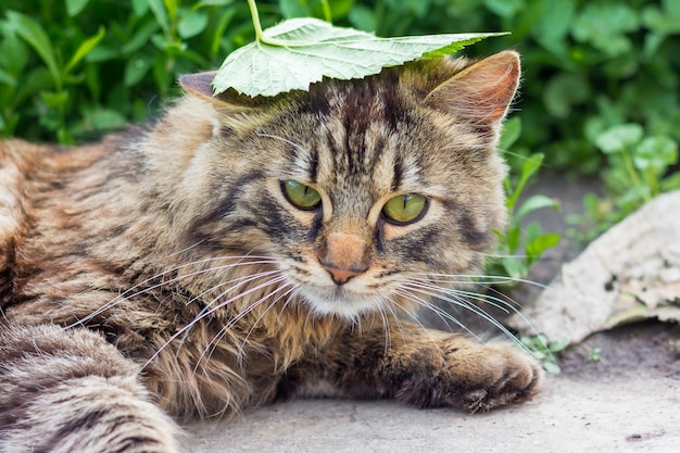 Na trawie leży puszysty pręgowany kot z zielonym liściem na głowie
