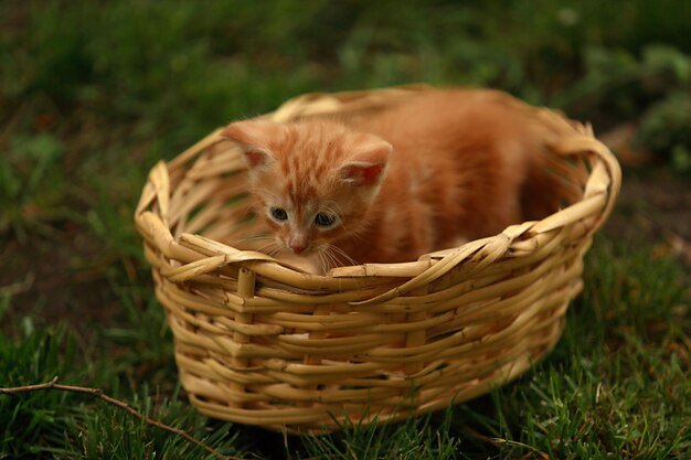 Na trawie stoi wiklinowy kosz, w którym siedzi mały, jaskrawoczerwony kotek.